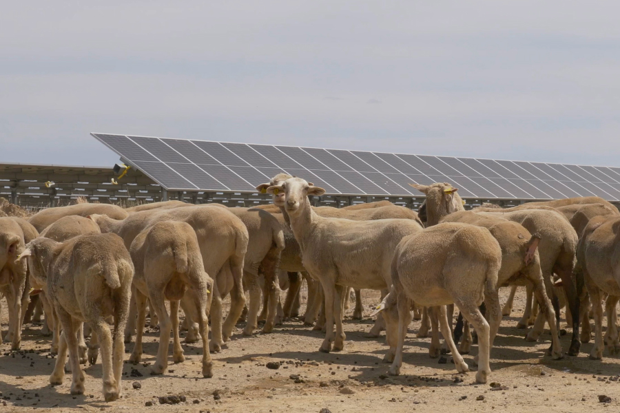 ovejas y placas solares