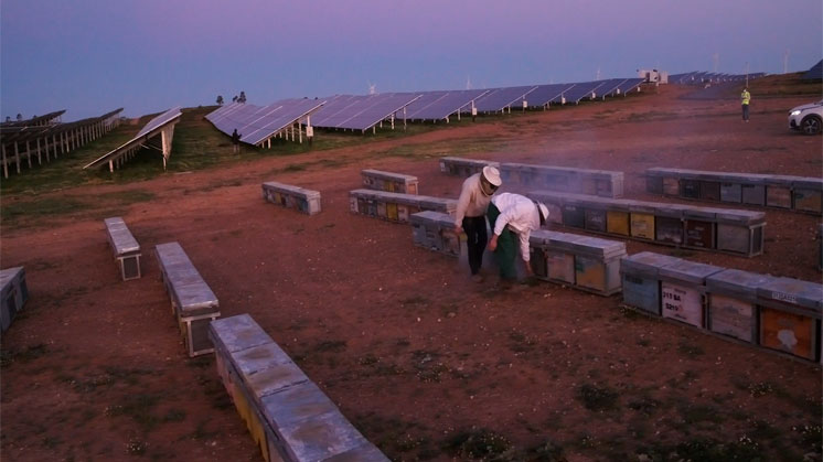 Iberdrola instala colmenas en proyectos fotovoltaicos para preservar la biodiversidad y fomentar la economía circular.