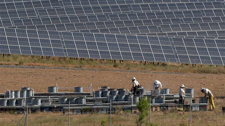 Iberdrola recoge la producción de miel solar del colmenar fotovoltaico más grande del mundo.