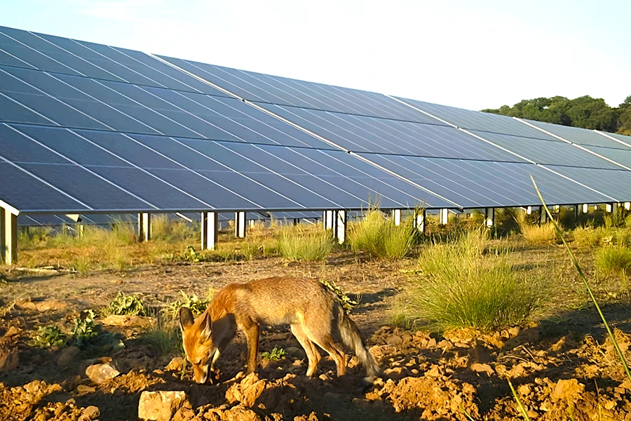 Biodiversidad en convivencia con los paneles solares.